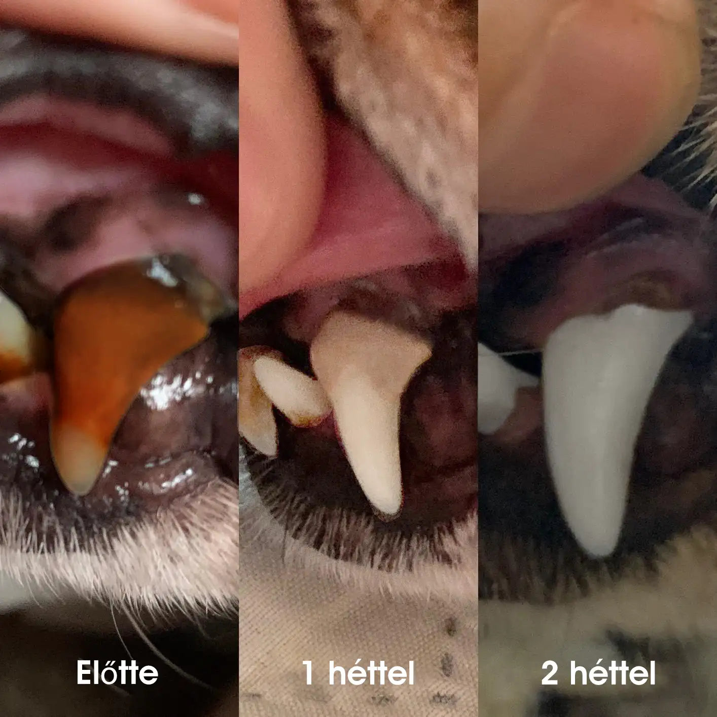 【Hivatalos bolt】Yovot® Pet Dental & Digestive Health szájápoló folyadék – friss lehelet, a fogkő eltávolításának támogatása és az íny regenerációjának elősegítése, a fogak stabilitásának támogatása (kutyák és macskák számára) – Ma akár 70% kedvezmény!